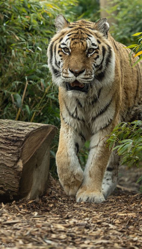 Amur Tiger Anoushka At Colchester Zoo Libby Page Flickr