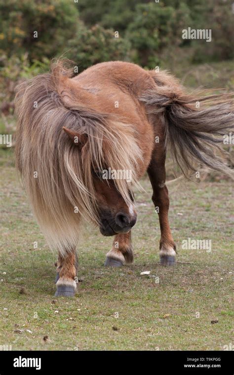 Ponies In The New Forest Stock Photo Alamy