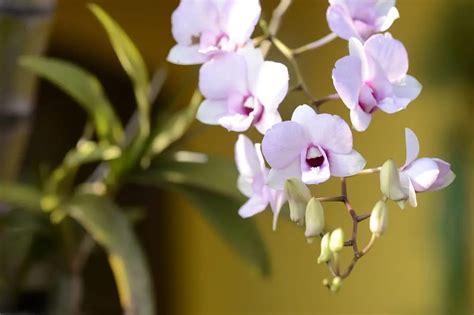 Come Tagliare Gli Steli Appassiti Delle Orchidee Guida Completa