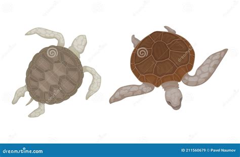 Turtles With Bony Shell As Sea-dwelling Species Vector Set | CartoonDealer.com #271898356