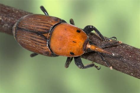 Rhynchophorus Ferrugineus Del Tonchio Della Palma Immagine Stock