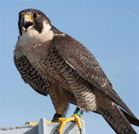 Falcon Images: Peregrine Falcon Gender Differences