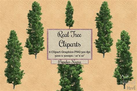 Real Tree Cliparts Png Populus Nigra Realistic Tree Overlays Etsy Canada