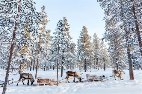 Rovaniemi Husky Park And Reindeer Farm Combo By Minibus Getyourguide