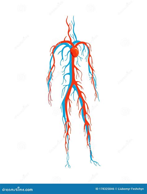 Appareil Circulatoire M Le Illustration De Vecteur De Circulation