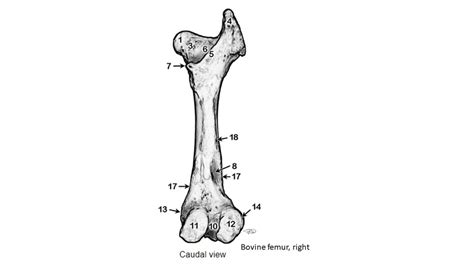 Diagram Ox Femur Caudal View Diagram Quizlet