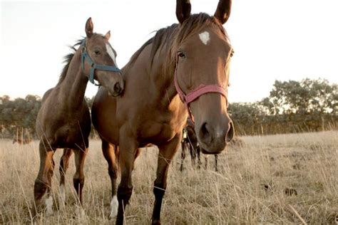 Primera Muerte Por Encefalitis Equina En Argentina Diario Digital Nea