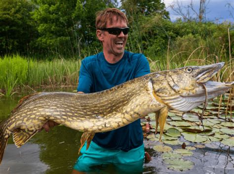 Northern Pike Fishing Regulations Lures Behavior And Prime Locations