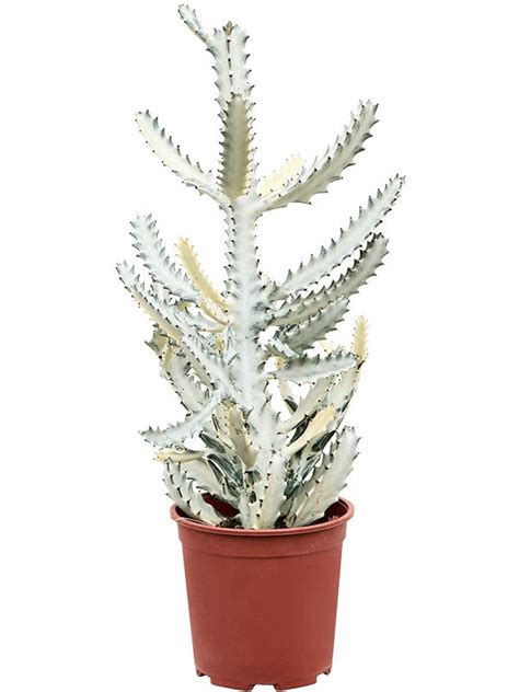 Euphorbia Lactea White Ghost Lubera De