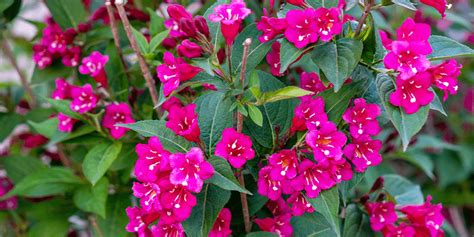 Gorgeous Flowering Shrubs for North Dakota | Plant Perfect