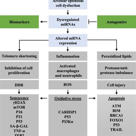 A Conceptual Model Of Mirnas Dysregulation In Alveolar Epithelial Cells