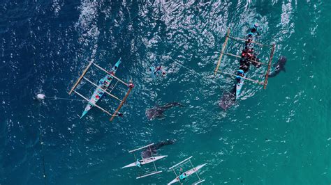 Snorkeling With Rare Whale Sharks On Cebu Island Philippines Aerial