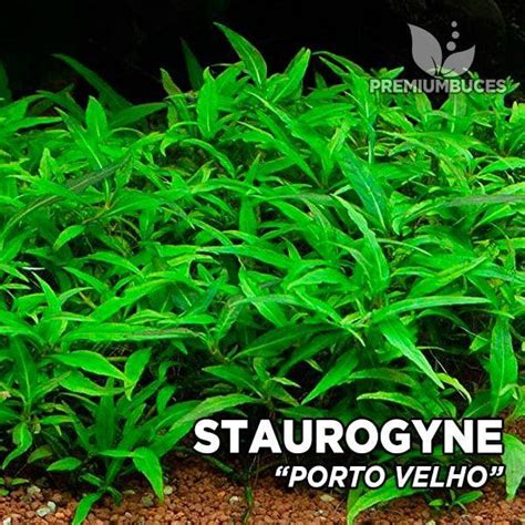 BEST SALE Staurogyne Repens Sp Porto Velho 1pot Lazada PH