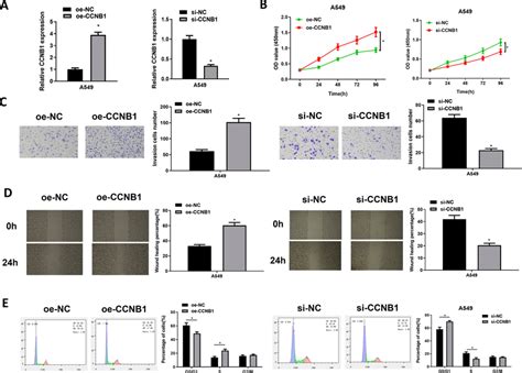 CCNB1 Elevates Cellular Viability And Hastens Progression Of LUAD