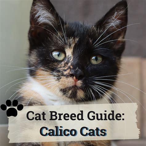 Calico Cats Pictures Fun Facts And Traits