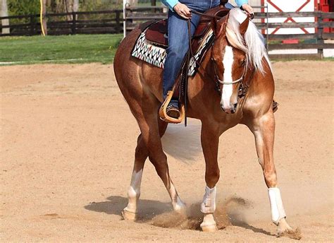 Problemas Ortop Dicos Em Cavalos Atletas