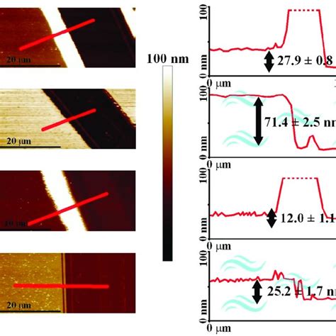 Atomic Force Microscopy AFM Topography Images Of The Brushes With The