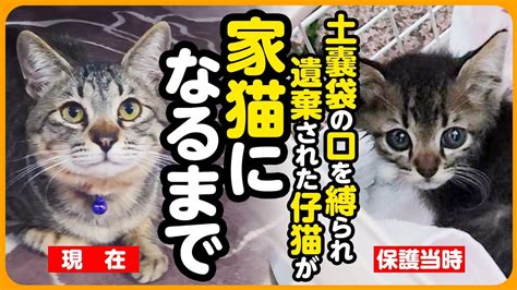 【祝！卒園】土嚢袋に入れられ、遺棄された子猫と生まれてすぐに母猫とはぐれた子猫が、一緒のおうちで ずっとの家族になりました【まとめ