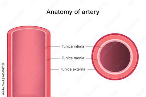 asesino Geología Marco Polo longitudinal section anatomy acampar ...