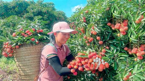 Harvest Fresh Lychee Garden Goes To The Market Sell Gardening Build