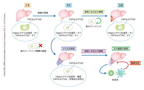 Hippoシグナル伝達系はがん細胞において宿主の腫瘍免疫を抑制する ライフサイエンス 新着論文レビュー