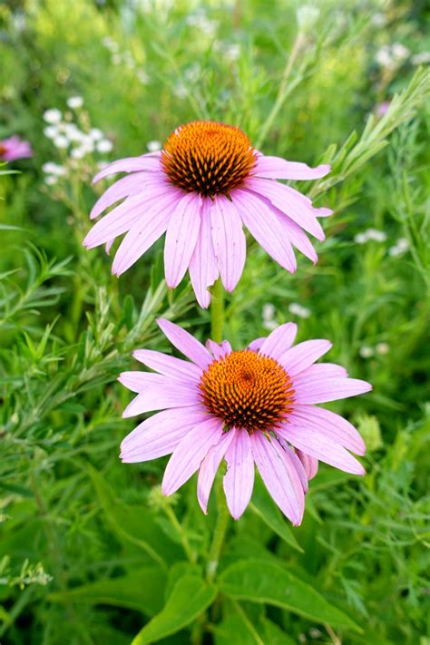 Echinacea Purpurea Wildflowers Of The National Capital Region