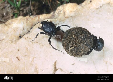 Dung Beetle Sisyphus Schaefferi With Dung Bowl Stock Photo Royalty