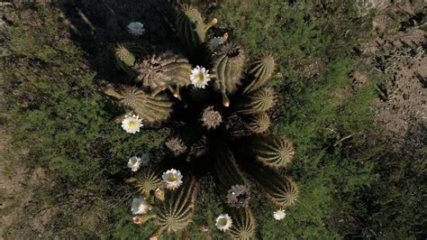 Una Marea Que Se Retira Un Documental Sobre Las Plantas Maestras Y Su