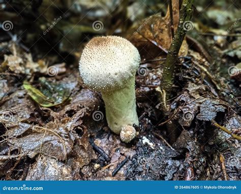 White Mushroom Lycoperdon Perlatum Growing In The Forest Stock Image