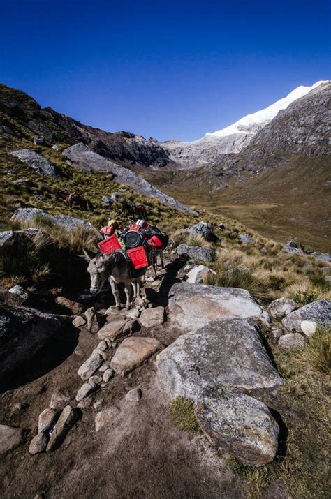 Pack Mules Transporting Mountain Equipment In Trekking Of The Quebrada