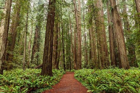 Redwood Forest