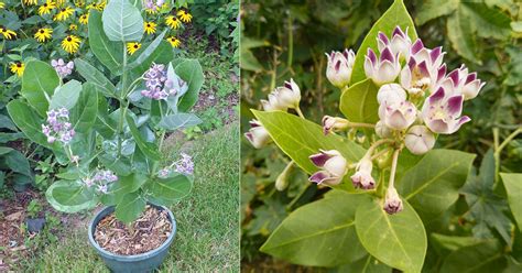 How To Grow Aak Ka Paudha Growing Giant Calotrope • India Gardening