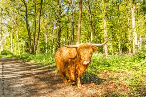 Foto De Scottish Highlander Beef Walking On Dirt Road Along A Beech