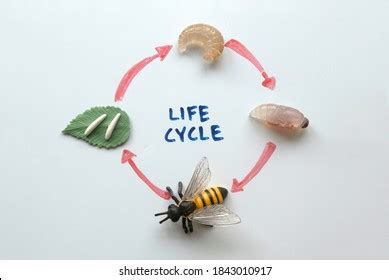 Yellow Jacket Wasp Life Cycle