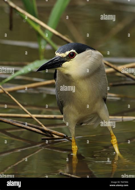 Black Crowned Night Heron Nycticorax Nycticorax Stock Photo Alamy