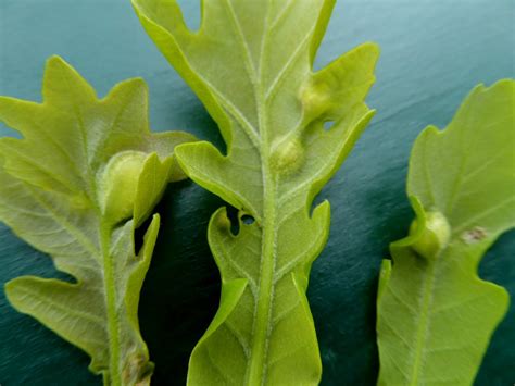 Quercus Pflanzengallen Dr Hans Buhr