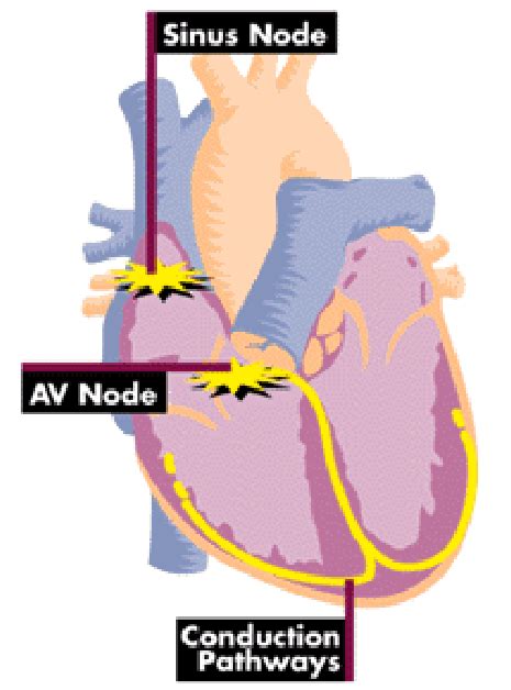 Schematic Illustration Of The Electrical Conducting System Of The Heart Download Scientific