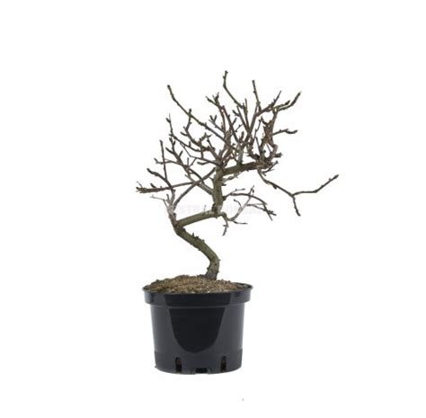 Prunus Dulcis Pre Bonsai 8 Years Almond Tree Mistral Bonsai