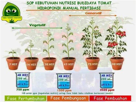 Cara Menanam Tomat Agar Berbuah Lebat Step By Step