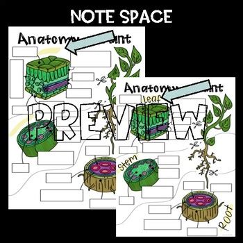 SCIENCE SCAFFOLDED NOTES ANCHOR CHART Plant Anatomy TPT