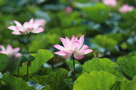 Çiçekler Lotus Gölet Pixabayde ücretsiz Fotoğraf Pixabay