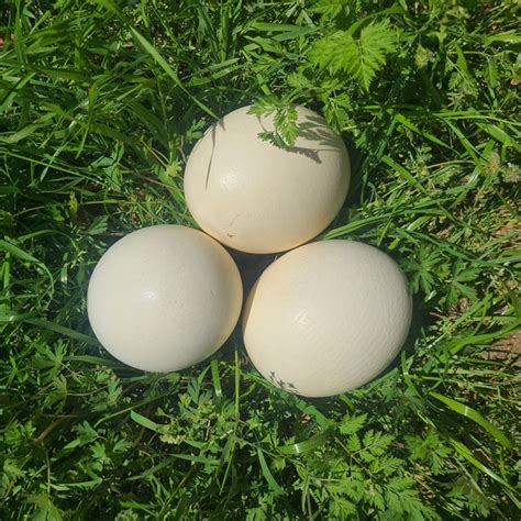 Ostrich Eggs - Etsy