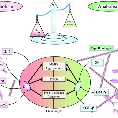 Modification Of The Anabolismcatabolism Balance During Oa The Oa Download Scientific Diagram