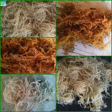 Dried Eucheuma Cottonii Seaweed