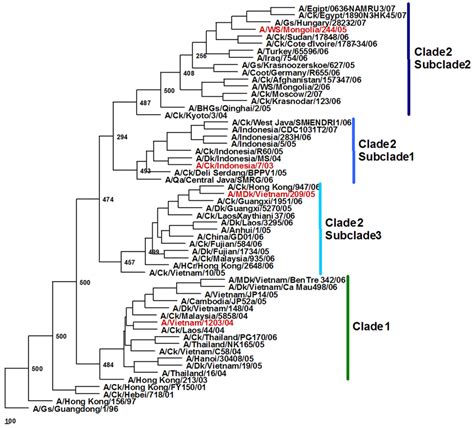 Phylogenetic Relationships Of The Hemagglutinin HA Gene Of The