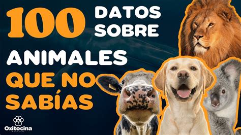 100 DATOS SOBRE ANIMALES QUE NO sabías HACE POCOS MINUTOS YouTube