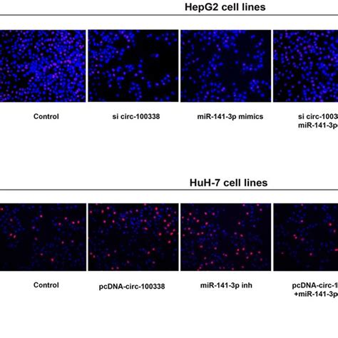 Circ‐100338 Promotes Hcc Cell Proliferation In Vivoa Representative