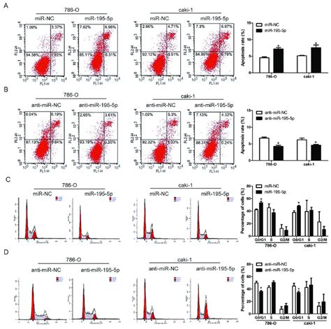 MiR 195 5p Induced Apoptosis And Cell Cycle Arrest In RCC A And B