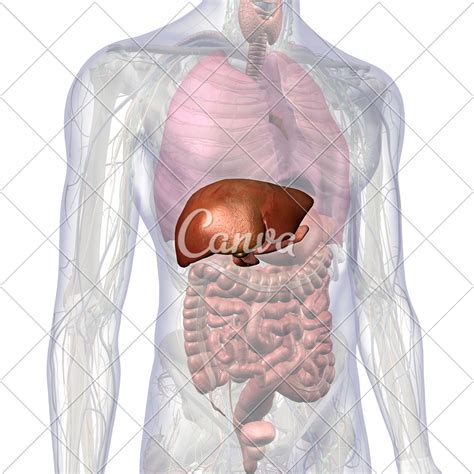 Human Anatomy Of Abdomen Anatomical Charts And Posters