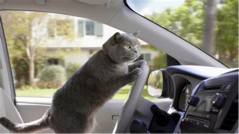 cat-driving- – Cat Utopia Resort & Spa